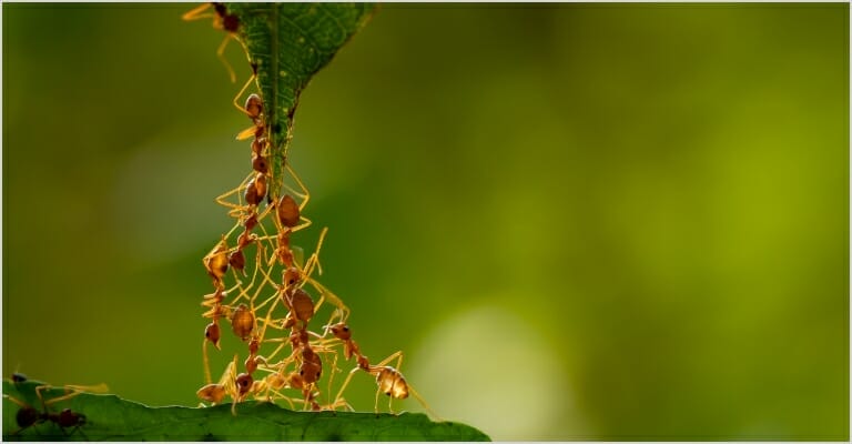Ants forming a chain to get from one leaf to another